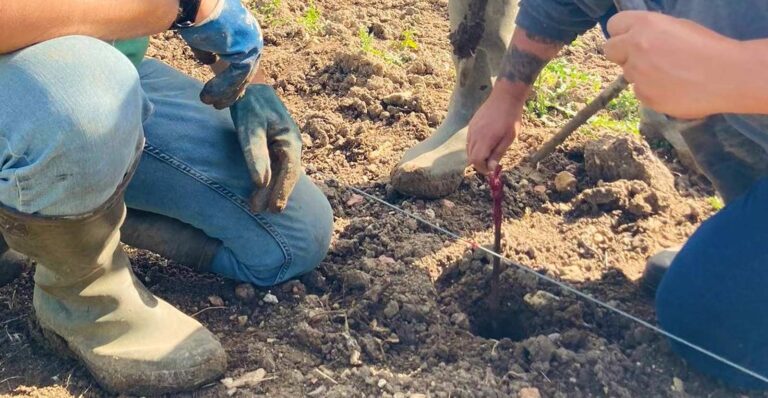 Lire la suite à propos de l’article Nouvelle plantation de Chenin